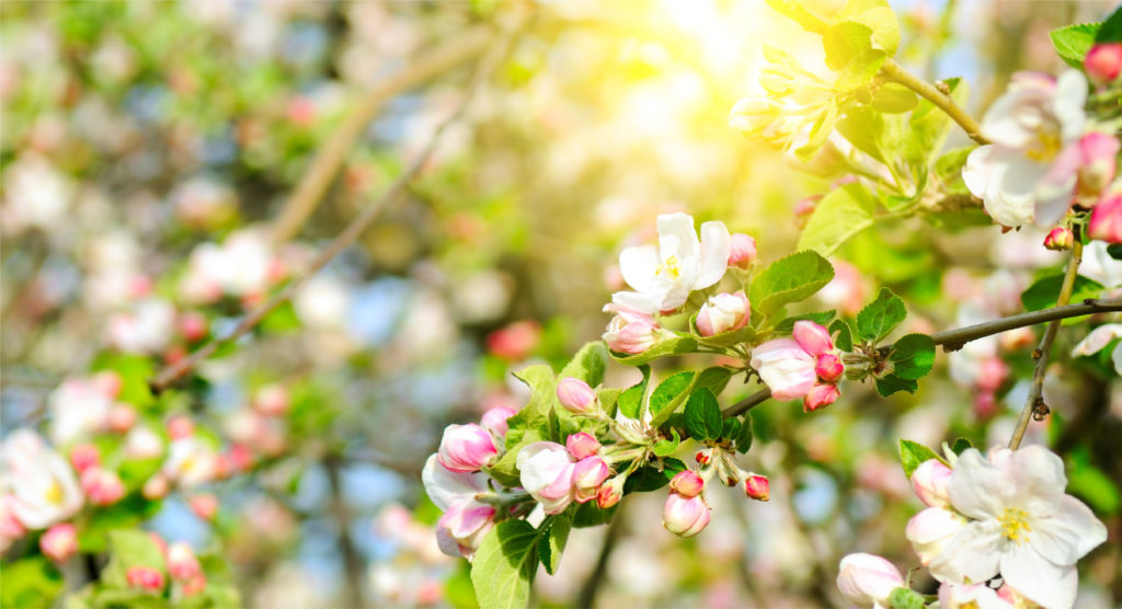 Blühender Obstbaum im Sonnenlicht. So sieht ein frühlingshafter Tage im bischöflichen Apfelgarten aus.